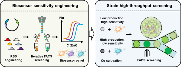 Progress in High-Throughput Screening Research Based on Small Molecule Sensors for Actinomycetes
