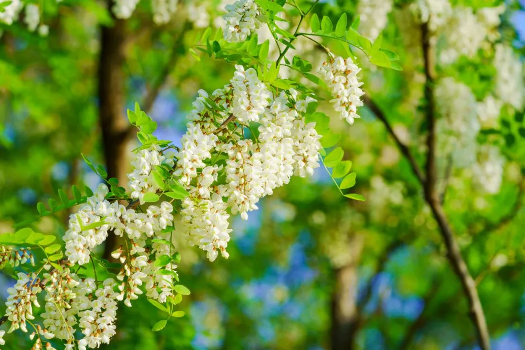 Honeysuckle Flowers: 10 Times the Vitamin C of Apples! Nutrient-Rich and Delicious, Perfect for Spring