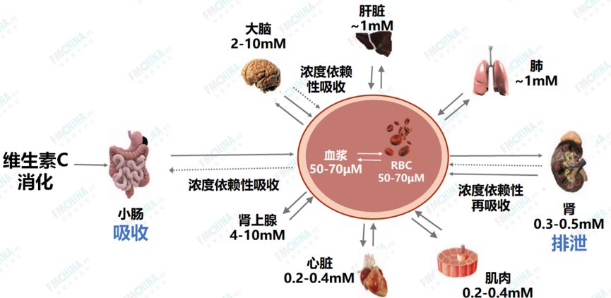 Physiological Functions and Metabolism of Vitamin C