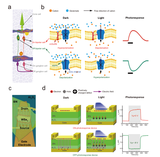 Building Brain-like Visual Sensors with Atomic LEGO