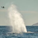 New Uses for Drones! Collecting Whale 'Snot' to Assess Health