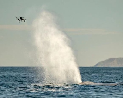 New Uses for Drones! Collecting Whale 'Snot' to Assess Health