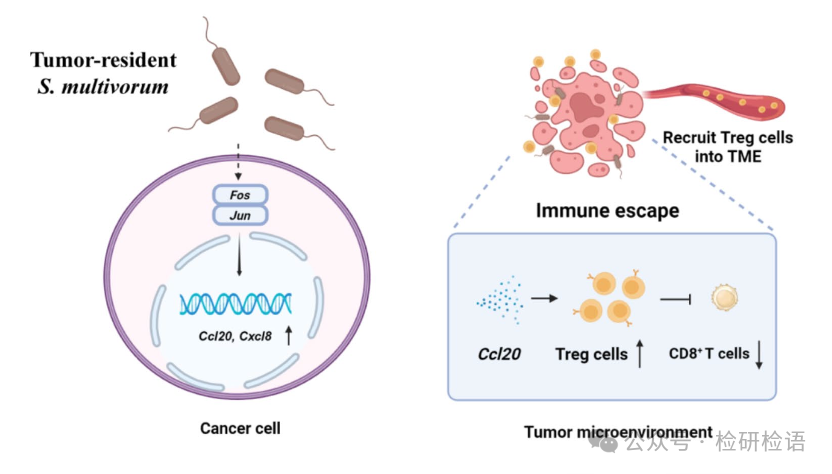 Literature Sharing | S. multivorum in Tumors Promotes Progression of Triple-Negative Breast Cancer by Suppressing Tumor Immuno-surveillance