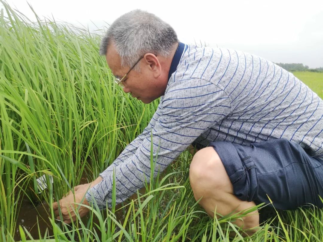 Can Smart Agriculture Help Achieve High Yields of Saline-Alkali Resistant Rice?