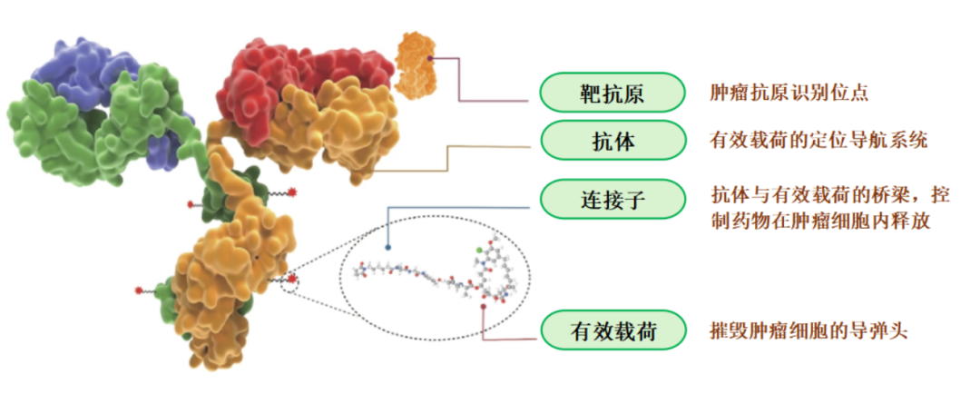 Recent Advances in Antibody-Drug Conjugates (ADCs) Development and Considerations for Non-Clinical Review
