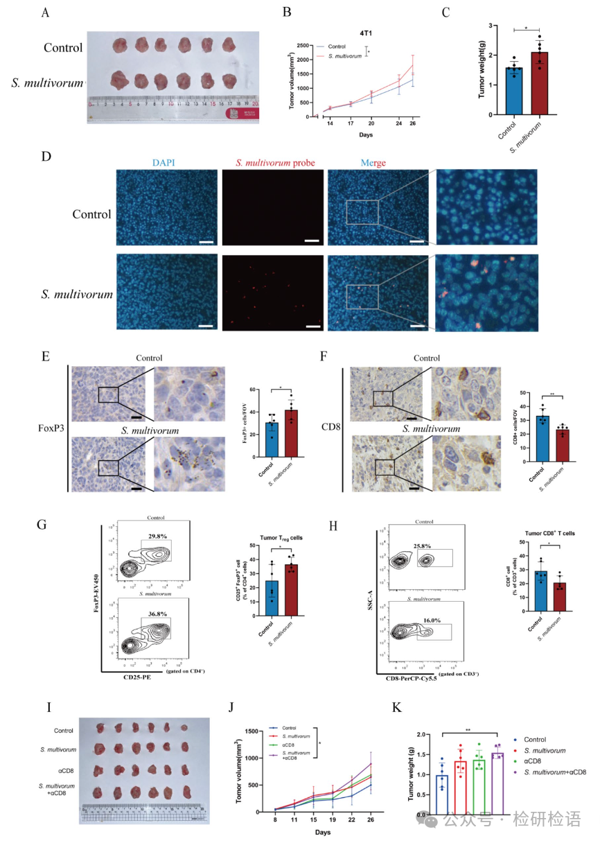 Literature Sharing | S. multivorum in Tumors Promotes Progression of Triple-Negative Breast Cancer by Suppressing Tumor Immuno-surveillance
