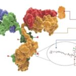 Recent Advances in Antibody-Drug Conjugates (ADCs) Development and Considerations for Non-Clinical Review