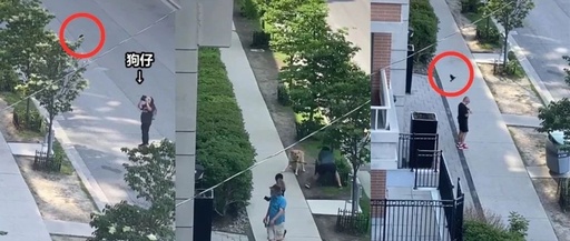Real-Life Angry Birds on the Streets: Dave the Roadblock Harasses Passersby
