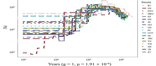 Population History Inference Using SMC++