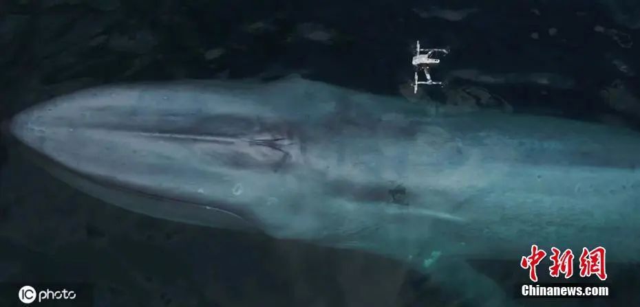 New Uses for Drones! Collecting Whale 'Snot' to Assess Health