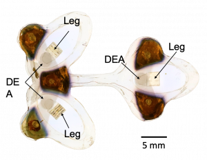 The Resilient Micro-Insect Robot: Artificial Muscles Drive 450 Beats Per Second