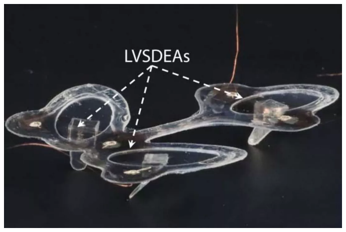 The Resilient Micro-Insect Robot: Artificial Muscles Drive 450 Beats Per Second