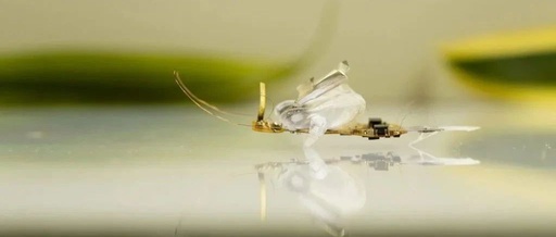 The Resilient Micro-Insect Robot: Artificial Muscles Drive 450 Beats Per Second