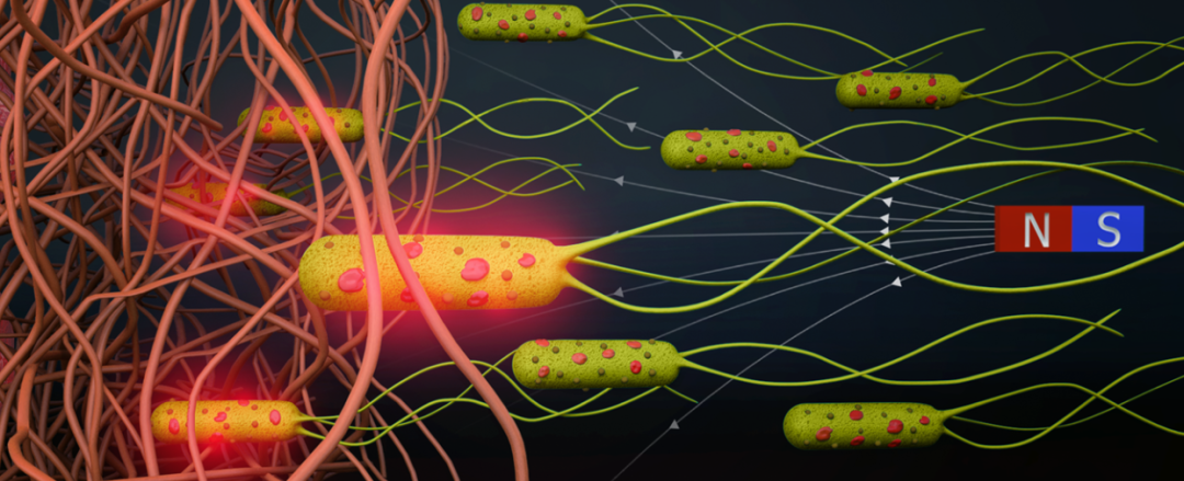 Transforming Bacteria into Microrobots for Targeted Drug Delivery in Cancer Treatment under Magnetic Navigation