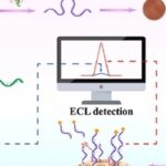 Detection of FTO Using a DNAzyme-Mediated CRISPR/Cas12a Signal Amplification Electrochemiluminescence Biosensor with C-CN/PCNV Heterojunction as Emitter