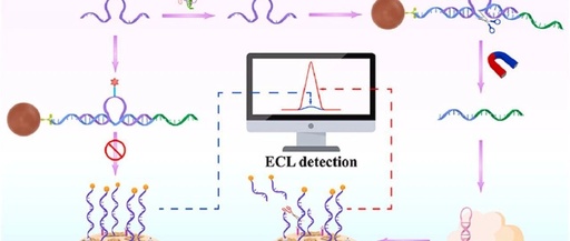 Detection of FTO Using a DNAzyme-Mediated CRISPR/Cas12a Signal Amplification Electrochemiluminescence Biosensor with C-CN/PCNV Heterojunction as Emitter