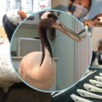 Can 3D Printing Really Create Organs? At Least It Helped a Bird!