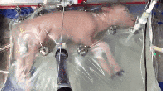 3D Printing an Ovary to Give Birth to a Glowing Mouse? Scientists Have Achieved It!