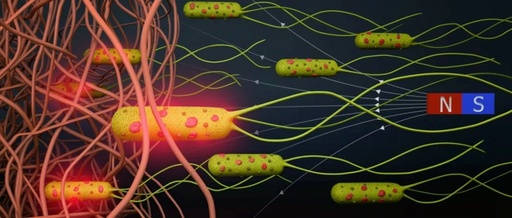 Transforming Bacteria into Microrobots for Targeted Drug Delivery in Cancer Treatment under Magnetic Navigation