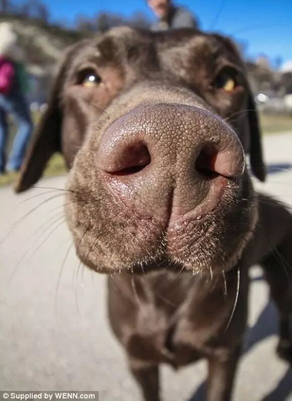 A Group of Scientists 3D Printed a Dog Nose, What Are They Up To?
