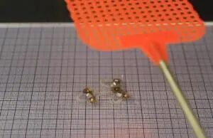 The Resilient Micro-Insect Robot: Artificial Muscles Drive 450 Beats Per Second