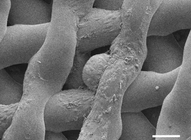 3D Printing an Ovary to Give Birth to a Glowing Mouse? Scientists Have Achieved It!
