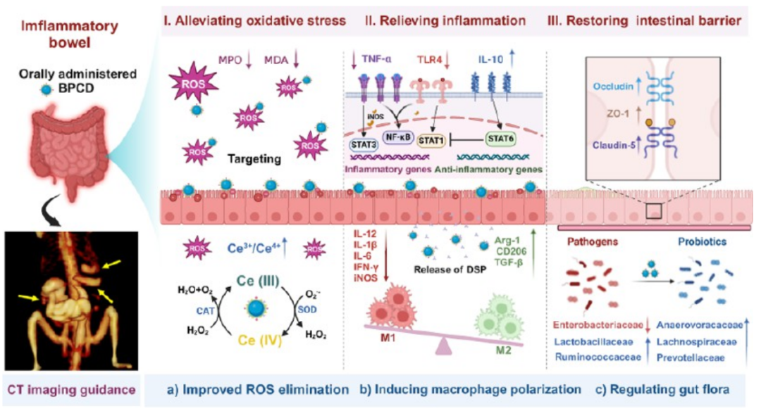 Zhejiang University Professors Cheng Kui and Cai Xiujun Publish in ACS Nano: Multifunctional Double-Loaded Oral Nanoplatform for Computed Tomography Imaging-Guided Integrated Treatment of Inflammatory Bowel Disease