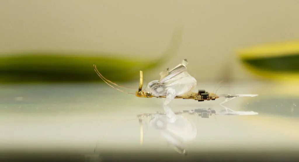 The Resilient Micro-Insect Robot: Artificial Muscles Drive 450 Beats Per Second