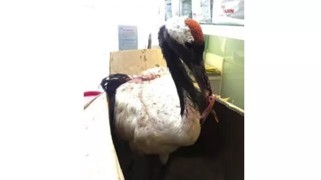 Can 3D Printing Really Create Organs? At Least It Helped a Bird!