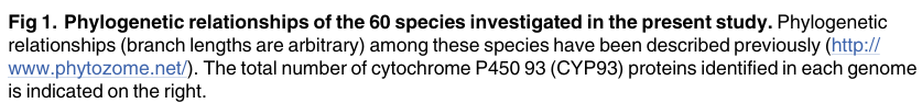 Genome-Wide Analysis, Classification, Evolution, and Expression Analysis of the Cytochrome P450 93 Family in Land Plants