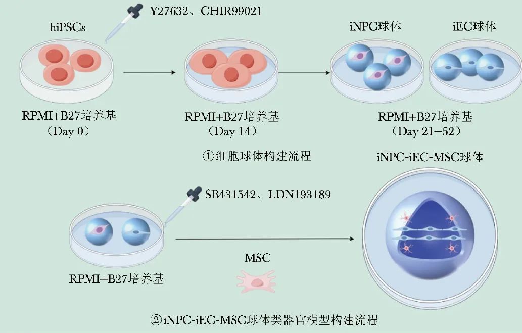 Technological Advances and Application Prospects of Vascularized Brain Organoids