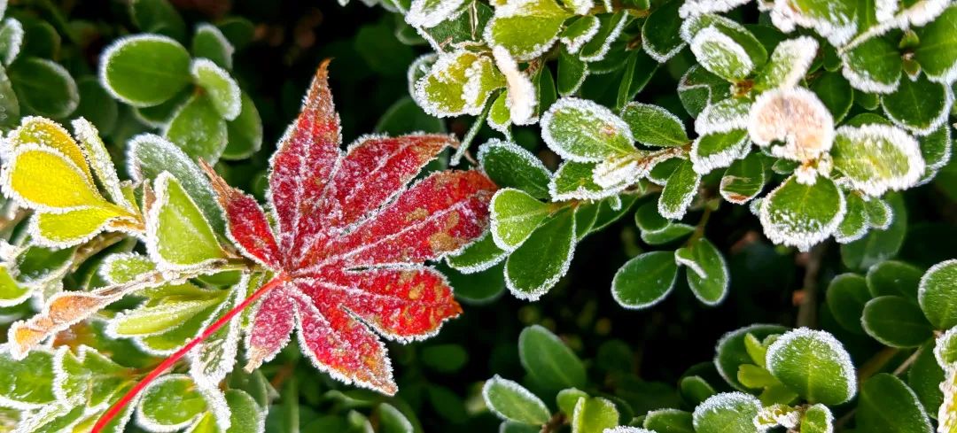 Temperature Drops to 1°C! Cold Air Arrives This Afternoon! Will Hangzhou Officially Enter Winter?