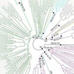 Genome-Wide Analysis, Classification, Evolution, and Expression Analysis of the Cytochrome P450 93 Family in Land Plants