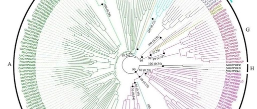 Genome-Wide Analysis, Classification, Evolution, and Expression Analysis of the Cytochrome P450 93 Family in Land Plants