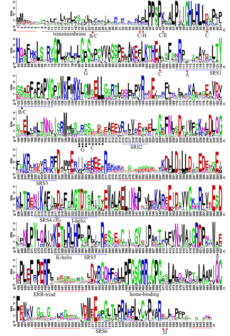 Genome-Wide Analysis, Classification, Evolution, and Expression Analysis of the Cytochrome P450 93 Family in Land Plants