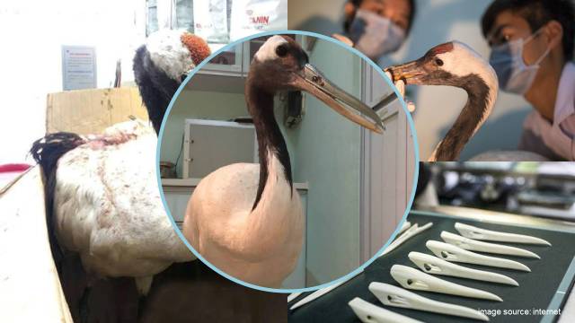 Can 3D Printing Really Create Organs? At Least It Helped a Bird!