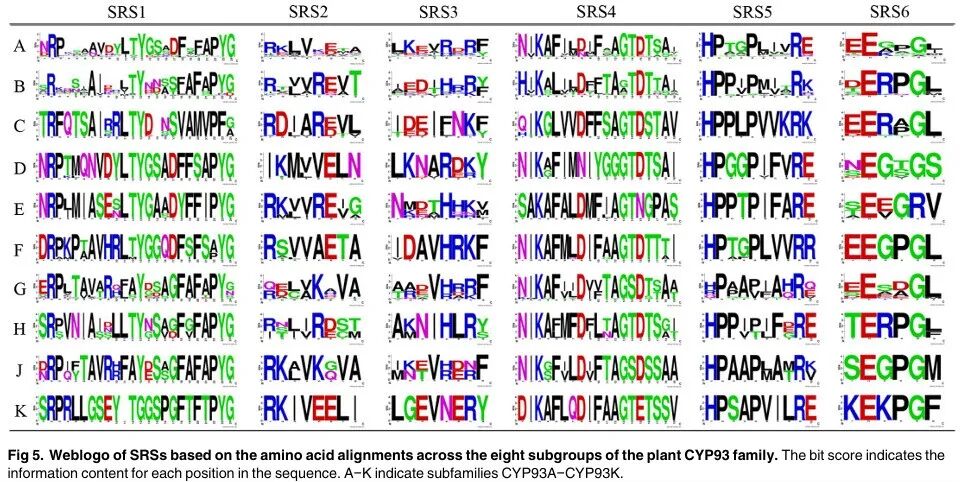 Genome-Wide Analysis, Classification, Evolution, and Expression Analysis of the Cytochrome P450 93 Family in Land Plants