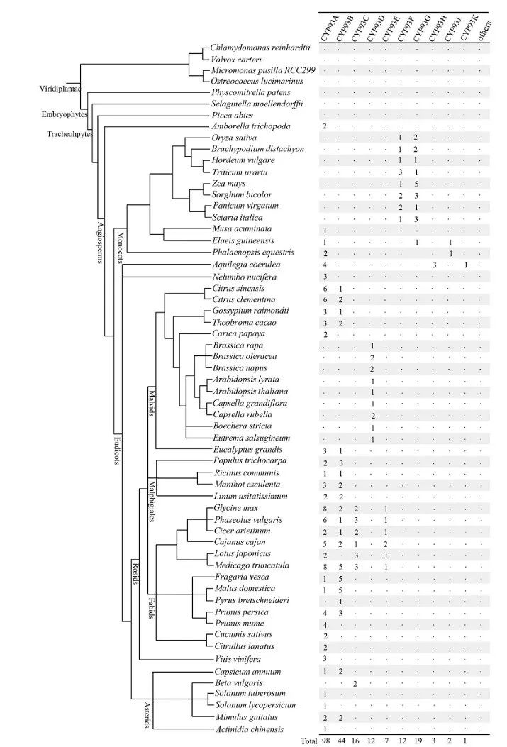 Genome-Wide Analysis, Classification, Evolution, and Expression Analysis of the Cytochrome P450 93 Family in Land Plants