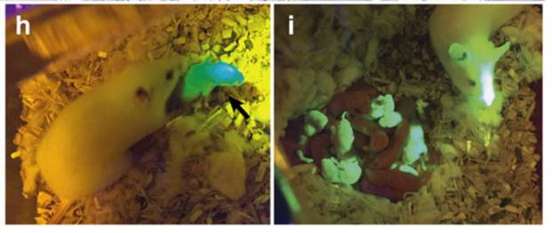 3D Printing an Ovary to Give Birth to a Glowing Mouse? Scientists Have Achieved It!