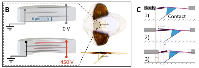 The Resilient Micro-Insect Robot: Artificial Muscles Drive 450 Beats Per Second