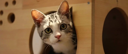 How to Double Python Processing Speed? Includes Code