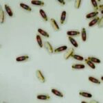 A Group of Unconscious Microrobots Can Collaborate Like Bacteria Invading Cells!