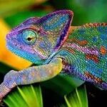 The Chameleon of the Internet of Things