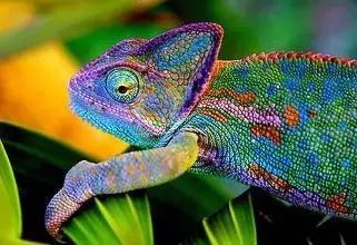 The Chameleon of the Internet of Things