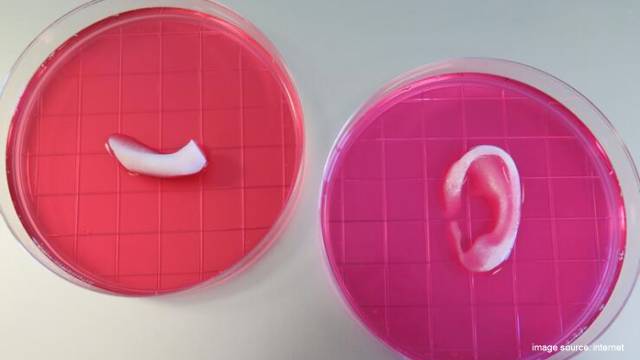 Can 3D Printing Really Create Organs? At Least It Helped a Bird!