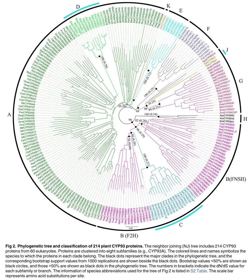 Genome-Wide Analysis, Classification, Evolution, and Expression Analysis of the Cytochrome P450 93 Family in Land Plants