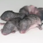 3D Printed Ovaries Restore Fertility in Mice