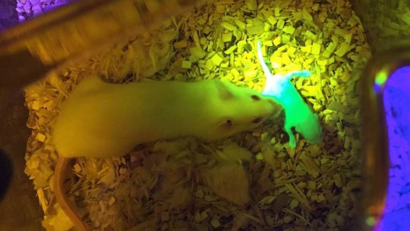 3D Printing an Ovary to Give Birth to a Glowing Mouse? Scientists Have Achieved It!