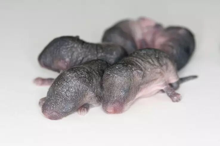 3D Printed Ovaries Restore Fertility in Mice