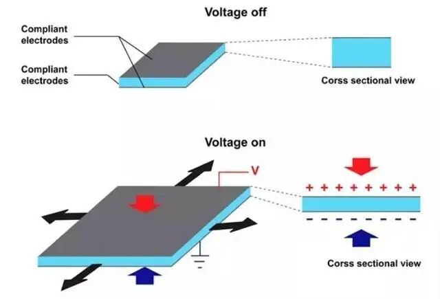 The Resilient Micro-Insect Robot: Artificial Muscles Drive 450 Beats Per Second